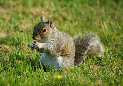 Squirrel Pest Control Essex | Pest2Kill Pest Control in Essex & London