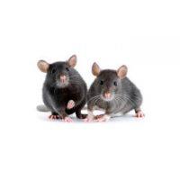 Pest control in Essex